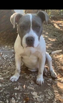 American Pit Bull Terrier – Bully/Pit Looking For New Home