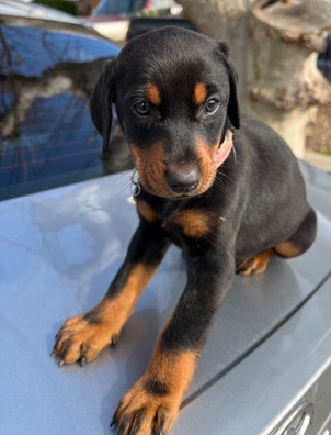 Doberman Pinscher – Dobermans puppy