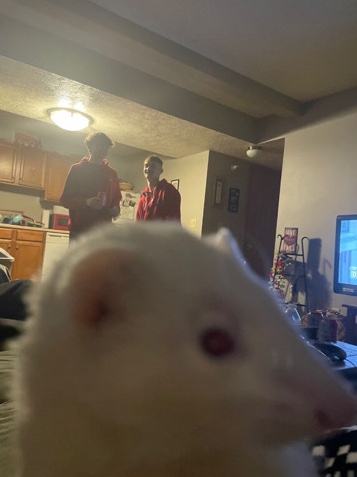 Albino Ferret