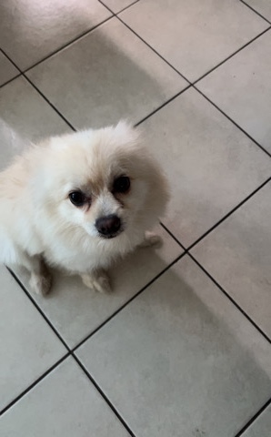 Pomeranian – Pomeranian