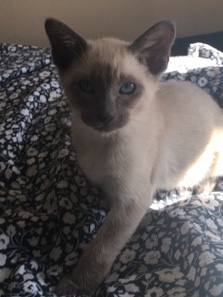 Siamese – Pedigree Siamese Kittena
