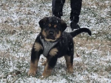 Rottweiler – Rottweiler Puppy!