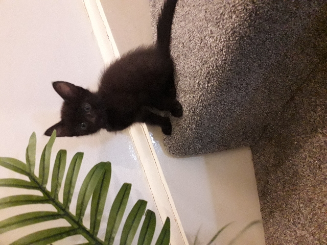 kittens