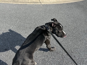 Image of American Pit Bull Terrier