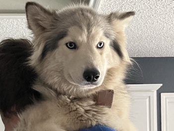 Siberian Husky – Celine – Helotes