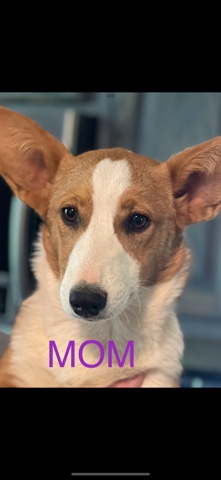 Pembroke Welsh Corgi – corgi puppies
