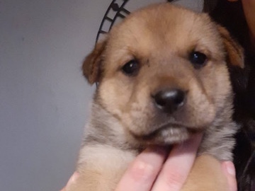Akita – Beautiful Akita x Rottweiler Puppies for Sale in Halifax – Halifax