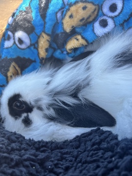 Himalayan – Oreo is looking for a new and loving family – Elk Grove
