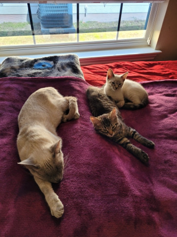 2 kittens