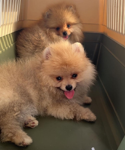 Pomeranian puppies