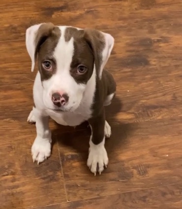 American Pit Bull Terrier – Pit Bull Mixed Puppy