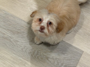 Maltipoo – Friendly 9-Month-Old Maltipoo for Sale in Murrieta – Murrieta