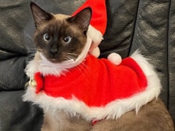 Siamese – Siamkater „Zucker“ sucht liebevolles Zuhause – Neuwied