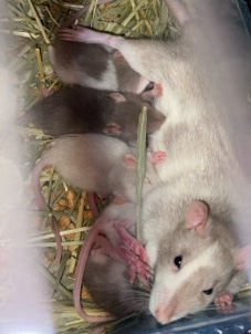 Any – 5 week old rats for sale