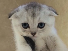 Scottish Fold – Scottish fold Boy – Fort Lee