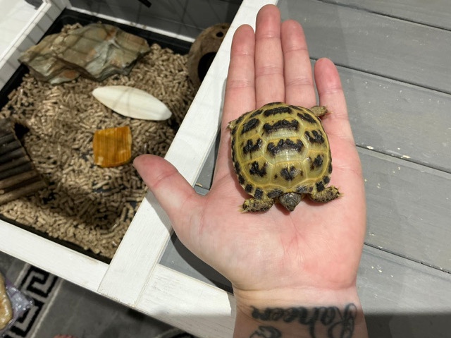 Tortoise – HorseField Tortoise – Birmingham