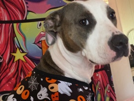 American Pit Bull Terrier – Pit mix – Springville