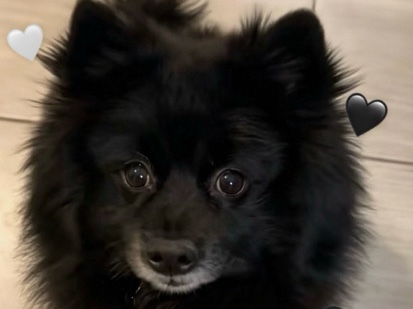 Pomeranian – Friendly Pomeranian for Sale in Romford – 3 Years Old – Romford
