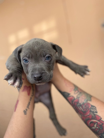 American Pit Bull Terrier – pitbull puppies