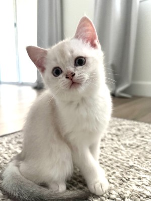Scottish Fold – Rehoming beautiful white kittens – Sacramento