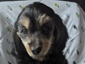 Dachshund – Dachshund Peekapoo Puppy – Pilot Mountain
