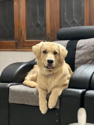 Golden Retriever – golden retriever double bone