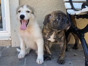 Olde English Bulldogge – Olde English Bulldog & Pyrenese/Anatolian Mix – Las Vegas