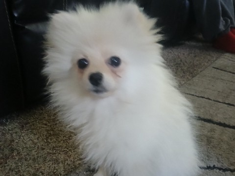 Pomeranian – female pomeranian puppy for sale – Napoleon