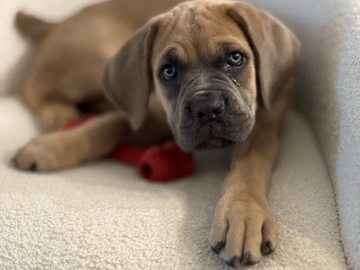 Cane Corso – cane corso – Clarksville