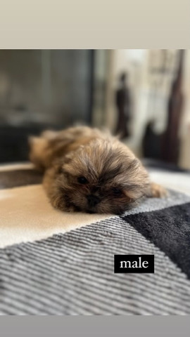 Shih Tzu – shitzu puppies !