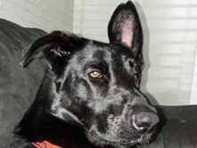 German Shepherd – German Shepherd Freya – Wichita Falls