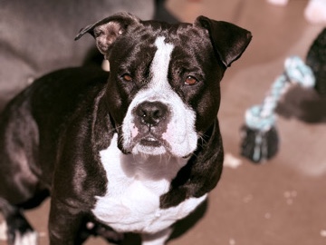 American Pit Bull Terrier – Rehoming – Yorba Linda