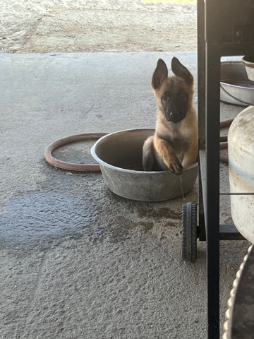 Belgian Shepherd Dog (Malinois) – looking for a home for her