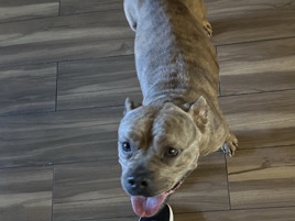 American Pit Bull Terrier – looking for a good home – Houston