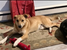 Miniature American Shepherd – Socks – Niles