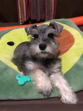 Miniature Schnauzer – Miniature schnauzer puppies