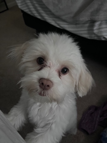 Maltese – Maltishi