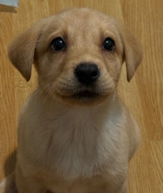 Labrador Retriever – Toffee Needs a lovely family to rehome
