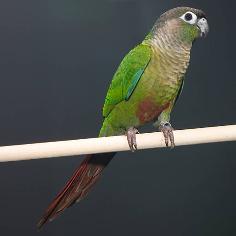 Green-Cheeked Conure – Green cheek conure with cage