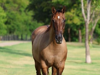 American Quarter Horse – Adorable Horse Looking for a New Home – Los Angeles