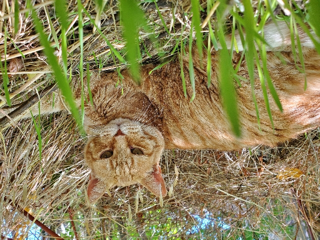 Louis — beautiful senior male cat looking for a new home (temporary or permanent) – Santo António das Areias