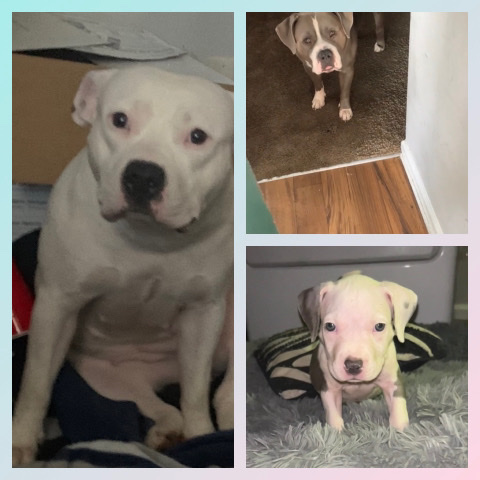 American Pit Bull Terrier – Ukc Bullies