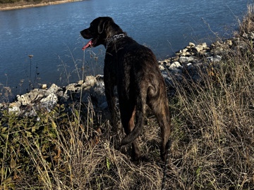 Mixed Breed – lovely dog – Xenia