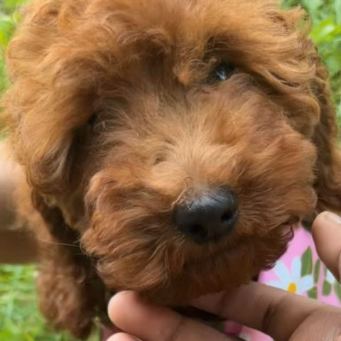 Poodle – Red Toy Poodle Female