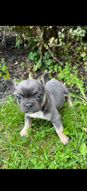 French Bulldog – purebred frenchie fluffy carrier