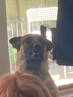 German Shepherd – Rehoming German Shepherd