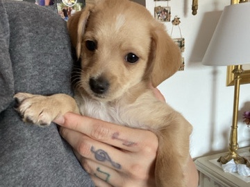 Poodle – poodle chug mix – Tucson