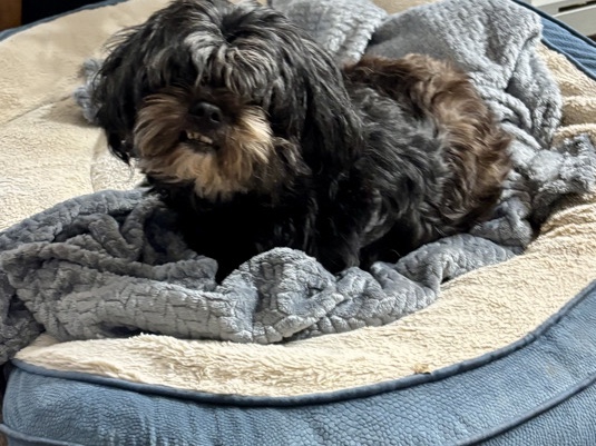 Shih Tzu – Rehoming Black Dog – McDonough