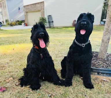 Giant Schnauzer – Giant schnauzers