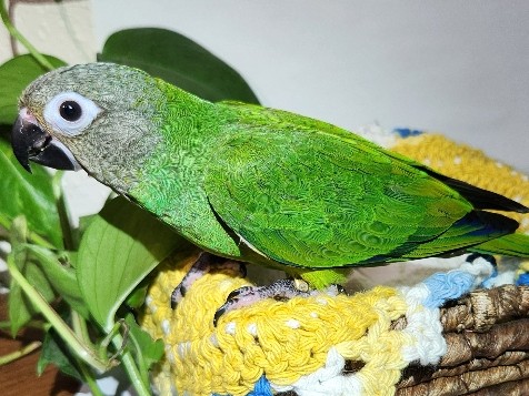Dusky Conure